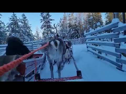 Video des Monats_ Rentierrodeo am Polarkreis (HQ).jpg