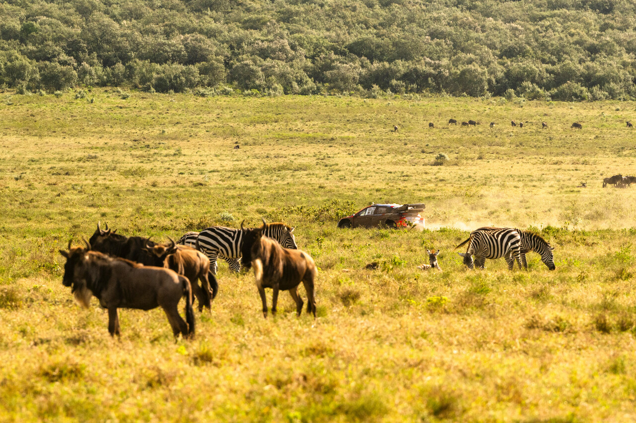 WRC 2025 | Safari Rallye Kenya, Samstag: Evans kommt dem Sieg bei der Safari Rally Kenya nach einem brutalen Samstag näher.